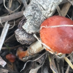 Leratiomyces ceres at Goulburn, NSW - 9 May 2021