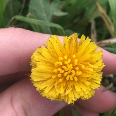 Taraxacum sp. (Dandelion) at Goulburn, NSW - 9 May 2021 by NedJohnston