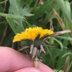 Taraxacum sp. at Goulburn, NSW - 9 May 2021