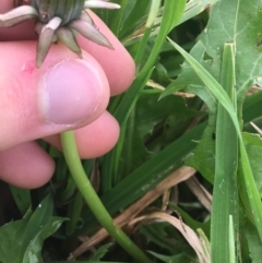 Taraxacum sp. at Goulburn, NSW - 9 May 2021