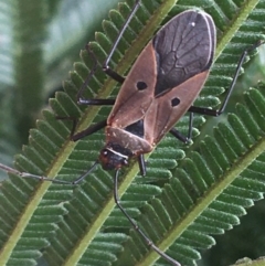 Dysdercus sidae (Pale Cotton Stainer) at Goulburn, NSW - 9 May 2021 by NedJohnston