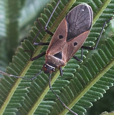 Dysdercus sidae (Pale Cotton Stainer) at Goulburn Wetlands - 9 May 2021 by NedJohnston