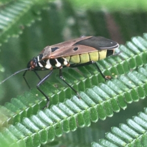 Dysdercus sidae at Goulburn, NSW - 9 May 2021 10:11 AM