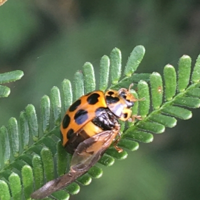 Harmonia conformis (Common Spotted Ladybird) at Goulburn, NSW - 9 May 2021 by Ned_Johnston