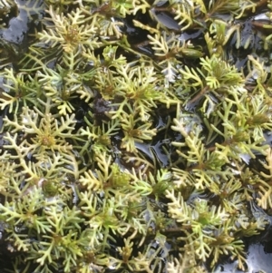 Myriophyllum sp. at Goulburn, NSW - 9 May 2021