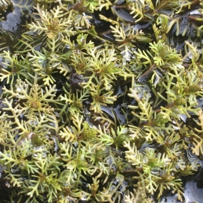 Myriophyllum sp. (Water-milfoil) at Goulburn Wetlands - 9 May 2021 by NedJohnston