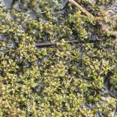 Myriophyllum sp. at Goulburn, NSW - 9 May 2021