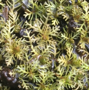 Myriophyllum sp. at Goulburn, NSW - 9 May 2021