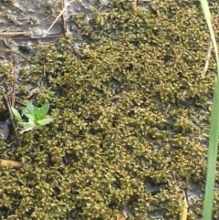 Myriophyllum sp. at Goulburn, NSW - 9 May 2021