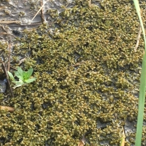 Myriophyllum sp. at Goulburn, NSW - 9 May 2021