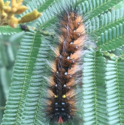 Anthela (genus) immature (Unidentified Anthelid Moth) at Goulburn Wetlands - 9 May 2021 by NedJohnston