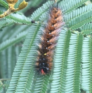 Anthela (genus) immature at Goulburn, NSW - 9 May 2021