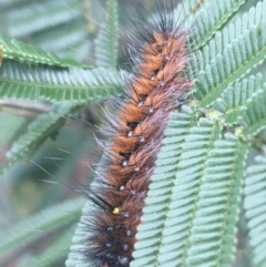 Anthela (genus) immature at Goulburn, NSW - 9 May 2021