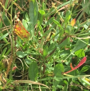 Rumex acetosella at Goulburn, NSW - 9 May 2021