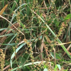 Rumex acetosella at Goulburn, NSW - 9 May 2021