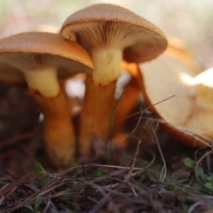 Gymnopilus junonius at Isaacs, ACT - 10 Apr 2021