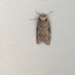 Haplodyta polybotrya (A Concealer moth) at O'Connor, ACT - 6 May 2021 by Ned_Johnston