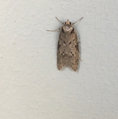 Haplodyta polybotrya (A Concealer moth) at O'Connor, ACT - 6 May 2021 by Ned_Johnston