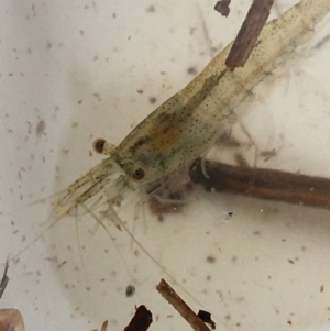 Paratya australiensis at Dickson, ACT - 6 May 2021