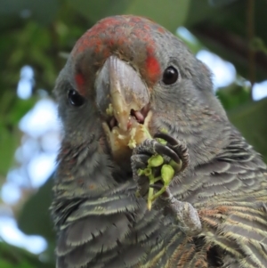 Callocephalon fimbriatum at Griffith, ACT - 10 May 2021