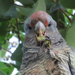 Callocephalon fimbriatum at Griffith, ACT - 10 May 2021