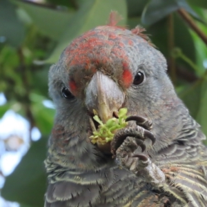 Callocephalon fimbriatum at Griffith, ACT - 10 May 2021