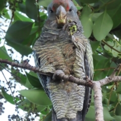 Callocephalon fimbriatum at Griffith, ACT - 10 May 2021