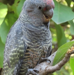 Callocephalon fimbriatum at Griffith, ACT - 10 May 2021