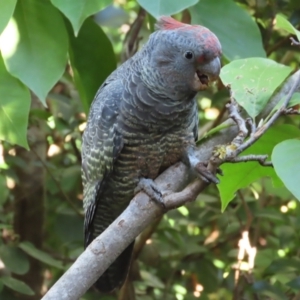 Callocephalon fimbriatum at Griffith, ACT - 10 May 2021