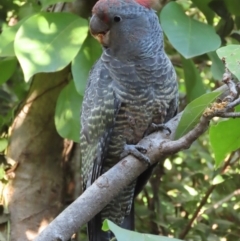 Callocephalon fimbriatum at Griffith, ACT - suppressed