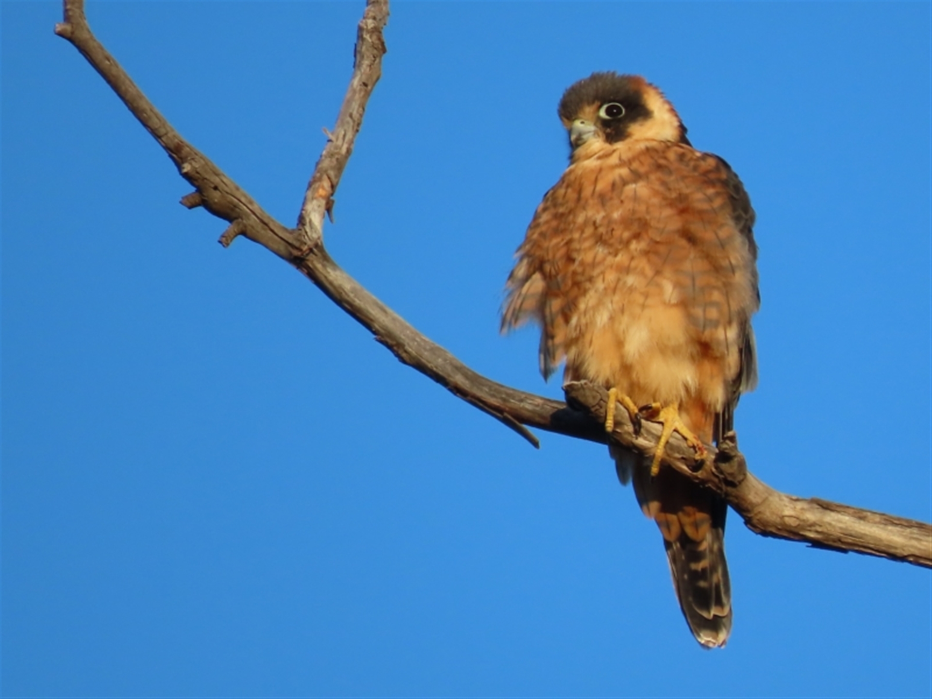 Falco longipennis at Red Hill Nature Reserve - Canberra & Southern ...