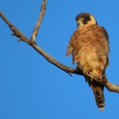 Falco longipennis (Australian Hobby) at Garran, ACT - 10 May 2021 by roymcd