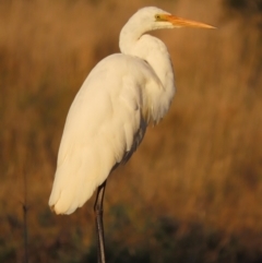 Ardea alba (Great Egret) at Fyshwick, ACT - 10 May 2021 by roymcd