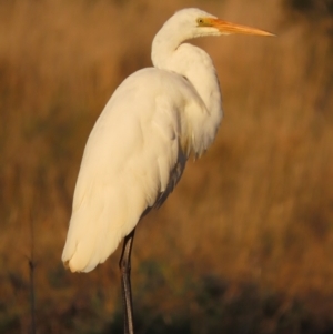 Ardea alba at Fyshwick, ACT - 10 May 2021