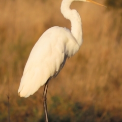 Ardea alba at Fyshwick, ACT - 10 May 2021