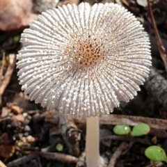 Coprinellus etc. (An Inkcap) at Cook, ACT - 10 May 2021 by drakes