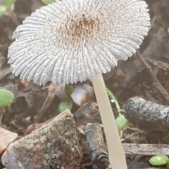 Coprinellus etc. at Cook, ACT - 10 May 2021