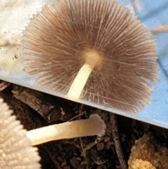Coprinellus etc. at Cook, ACT - 10 May 2021