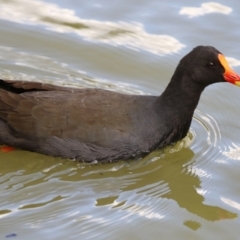 Gallinula tenebrosa (Dusky Moorhen) at Gordon, ACT - 10 May 2021 by RodDeb