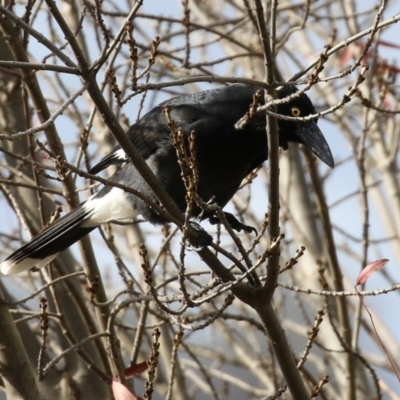 Strepera graculina (Pied Currawong) at Gordon, ACT - 10 May 2021 by RodDeb