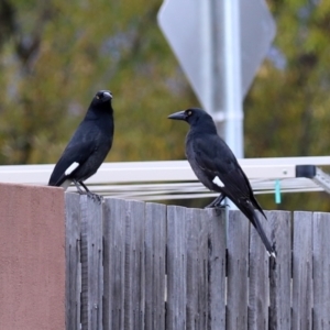 Strepera graculina at Gordon, ACT - 10 May 2021