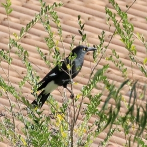 Strepera graculina at Gordon, ACT - 10 May 2021