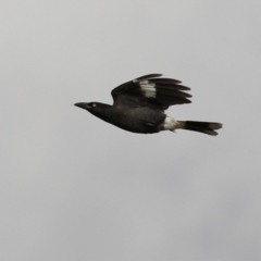 Strepera graculina at Gordon, ACT - 10 May 2021