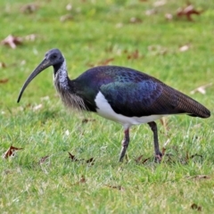 Threskiornis spinicollis (Straw-necked Ibis) at Gordon, ACT - 10 May 2021 by RodDeb