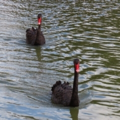 Cygnus atratus (Black Swan) at Gordon, ACT - 10 May 2021 by RodDeb