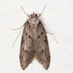 Haplodyta polybotrya (A Concealer moth) at Melba, ACT - 8 May 2021 by kasiaaus