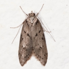 Haplodyta polybotrya (A Concealer moth) at Melba, ACT - 9 May 2021 by kasiaaus