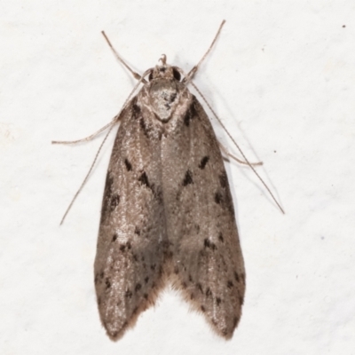 Haplodyta polybotrya (A Concealer moth) at Melba, ACT - 9 May 2021 by kasiaaus