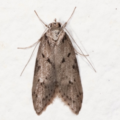 Haplodyta polybotrya (A Concealer moth) at Melba, ACT - 8 May 2021 by kasiaaus