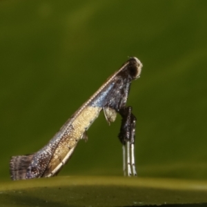 Caloptilia azaleella at Melba, ACT - 9 May 2021 11:44 PM